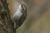 Certhia brachydactyla